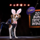A coonhound with bunny ears